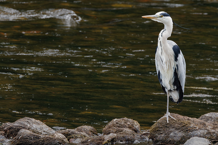  Grey Heron Highlands Inverness Loch Ness Scotland